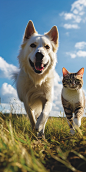 dsmith7322_A_cat_and_a_dog_are_running_together_on_the_grass_wh_baad8778-19b1-4600-a62b-7cd6601aa609