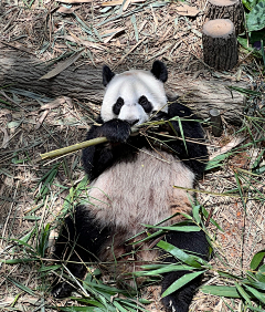 张小偲采集到视觉 # 【动物世界】