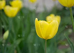 一个单一的黄色郁金香花的特写与模糊的花作为背景，春天的壁纸，选择性的焦点，彩色的郁金香田