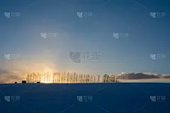 冬天黄昏的天空和白桦树