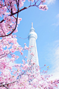 免费 粉色樱花树在蓝蓝的天空下 素材图片