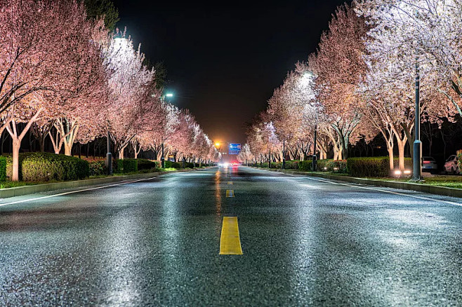 樱花，林荫大道图片素材ID:VCG211...