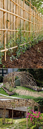 Bamboo for climbing plants