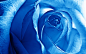 General 2560x1600 photography macro flowers blue rose