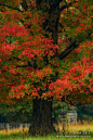 Grand Old Maple, Great Smoky Mountains National Park, Tennessee; 