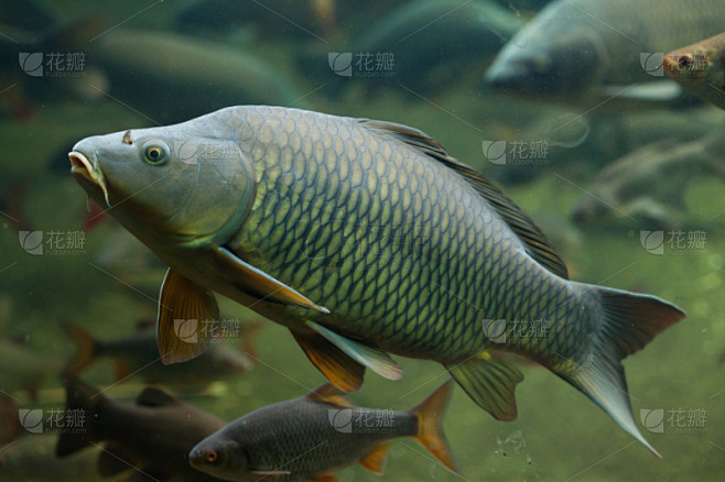鲤鱼,野外动物,鹭管鱼,鲤形目,鲤科,鳍刺类鱼,水,水平画幅,欧亚大陆,水下