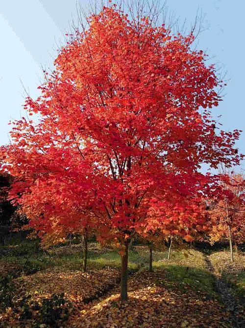北美红枫Acer rubrum L.北美红枫