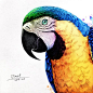 金刚鹦鹉 | LOFTER ART