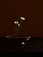 Ikebana design Asian style flower arrangement