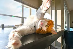 点击来源直接获取大图文件 |A beautiful orange and white Maine Coon cat stretches upside down as he relaxes in the sunlight on a table in front of a window.
