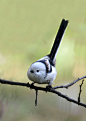 银喉长尾山雀：鸟纲，国家三级保护动物