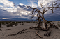 Putrified Tree in Death Valley by Cedric Delbos on 500px