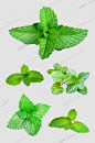 薄荷
