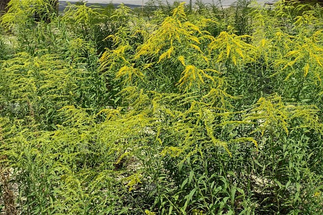 7月加拿大一枝黄花大量开花