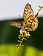 Photograph Butterfly by Naviya Ss on 500px