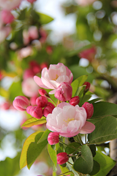 早已冰冷采集到【花花世界】花  草  树