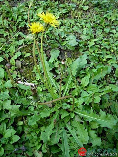 小C菜花采集到花（蒲公英）