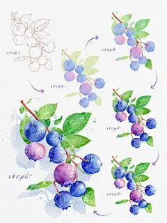 ipad水彩插画教程_酸甜可口的蓝莓_1_爱画水彩的小柒_来自小红书网页版