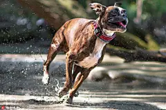 欢快的表情包：逗逼拳师犬表情笑翻天  : 匈牙利布达佩斯摄影师Tamas Szarka用镜头捕捉了自己的爱犬Strawberry的欢快表情包。