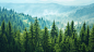 worldliberata_Overlooking_a_vast_green_spruce_forestPure_blue_s_49ac7e73-b445-434b-b5e6-0da9d4d55439 (1)