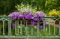 13231 - ID: 8067857 © Jim  Zuckerman