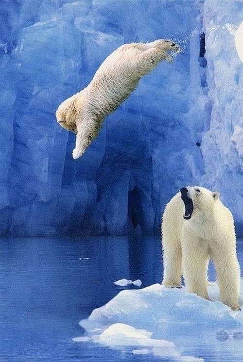只北极熊仔正在妈妈的指导下尝试跳水，很有...