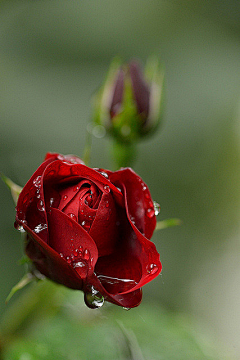 雨点点儿采集到玫瑰月季