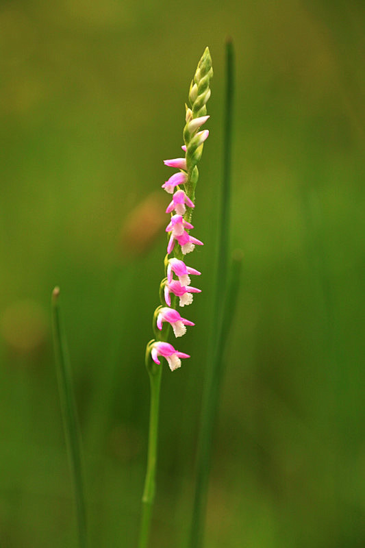 兰科绶草属别名盘龙参龙抱柱双瑚草猪鞭草