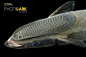 鮣 [yìn]（Echeneis naucrates）属于鮣科鮣属，分布于除东太平洋以外的热带及温带海域。该种区别于其他鱼类的特征是位于其顶部的椭圆形吸盘，用来吸附在宿主身上，使其能以宿主摄食所产生的食物残渣及其体外寄生的甲壳动物为食。