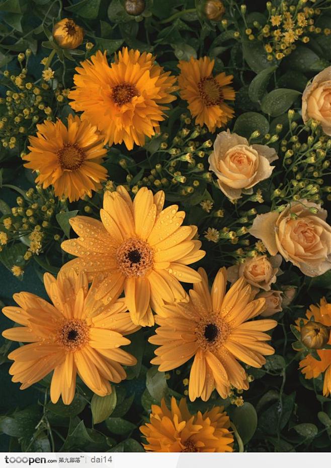 植物背景-黄色菊花