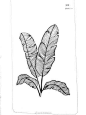 植物线条 (46)