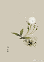 #365天生日花# 5月3日 蒲公英 (Dandelion)<br/>花语 ：忧虑<br/> 