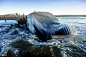 Dead Blue Whale, (Balaenoptera musculus), Norway, Prince Edward Island, Canada : Stock Photo