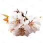 浪漫粉色樱花花朵