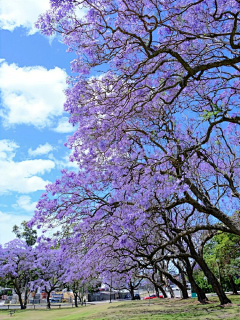 Ashpale采集到花花