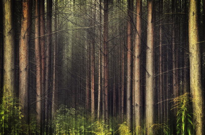 Photograph Forest of...
