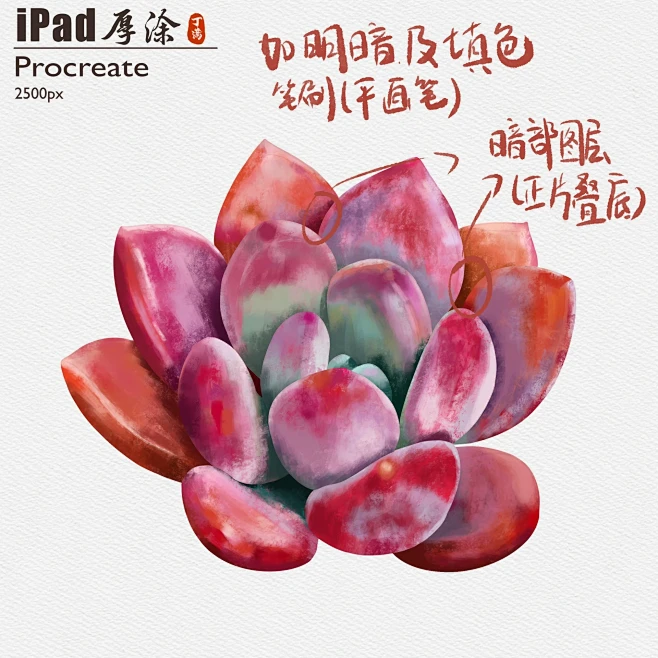 iPad厚涂多肉