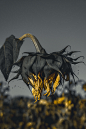 Behance 上的 Ah Sunflower! weary of time...