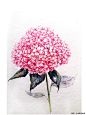 国外插画师Elena Moroz写实水彩花卉植物蔬菜手绘临摹素材图162张-淘宝网