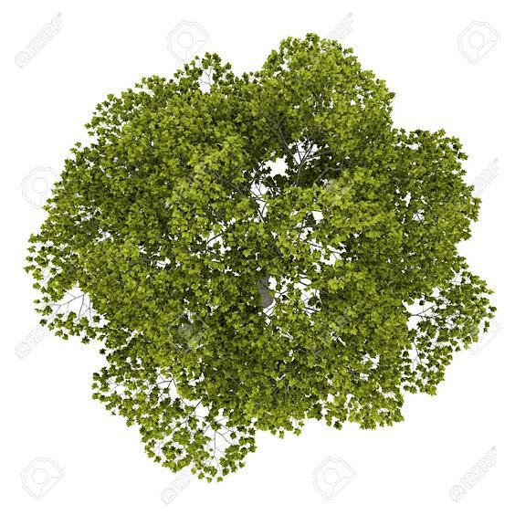 tree png plan free p...