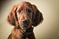 irish setter puppy portrait by Mitul Patel on 500px