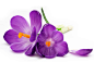 番红花图片 紫色的花
