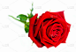 玫瑰,自然,水平画幅,欲望,周年纪念,明亮,花束,红色,花卉商,礼物