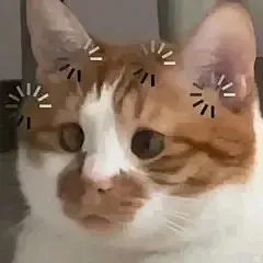 万能接话猫meme表情包 - 小红书