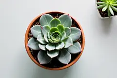 小盆栽多肉植物图片摄影图
