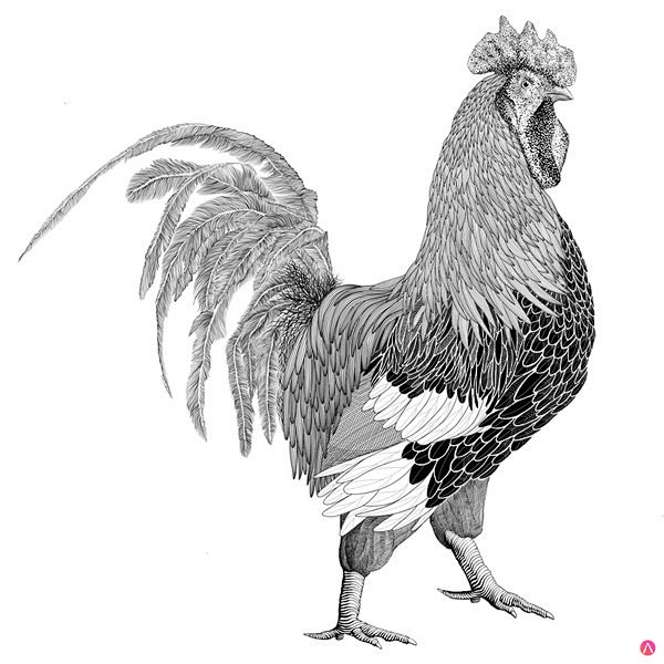 细致线描动物插画16p4jpg