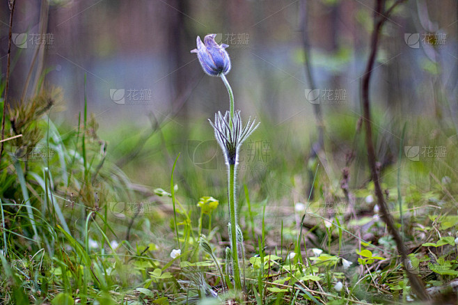 睡眠是草。美丽的丁香森林花。背景。花束。...