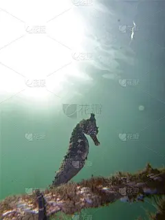 这是一只棕色白海马的特写镜头，海马(海马白)紧贴在屈臣氏湾水塘的鲨鱼网上