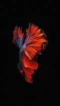 苹果原装壁纸的 搜索结果_360图片