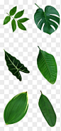 树叶png漂浮素材➤来自 PNG搜索网 pngss.com 免费免扣png素材下载！树叶大合集#合集#大集合#芭蕉叶#树叶#北欧风格#